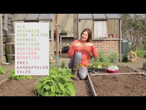 Video: Technologie Voor Het Planten Van Zaailingen Van Groenten