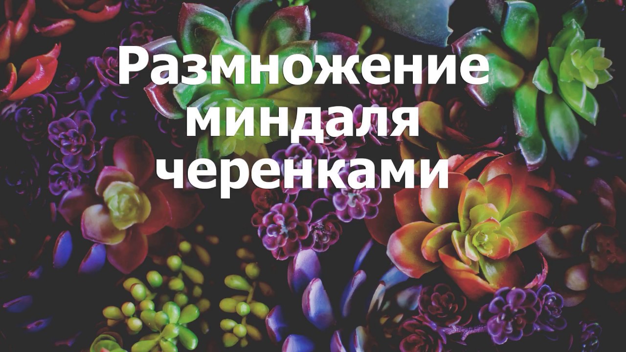 Размножение миндаля черенками