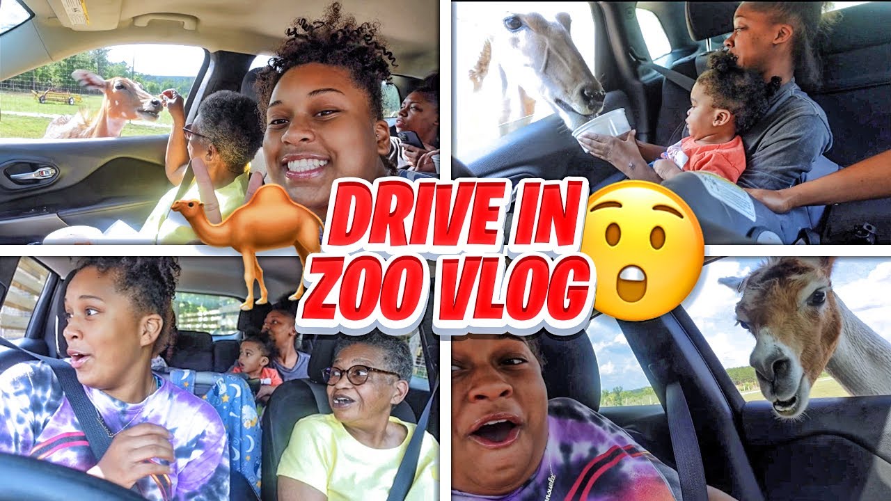 DRIVE THRU ZOO VLOG 🎥 Eudora Wildlife Safari Park🦒 📍Salley, SC YouTube