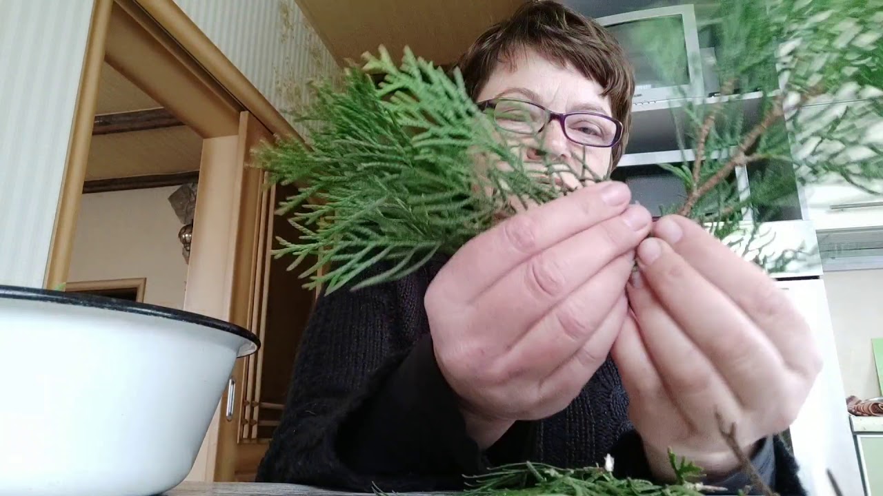 Черенкование хвойных для питомника. Правильная заготовка черенков без повреждения маточного растения