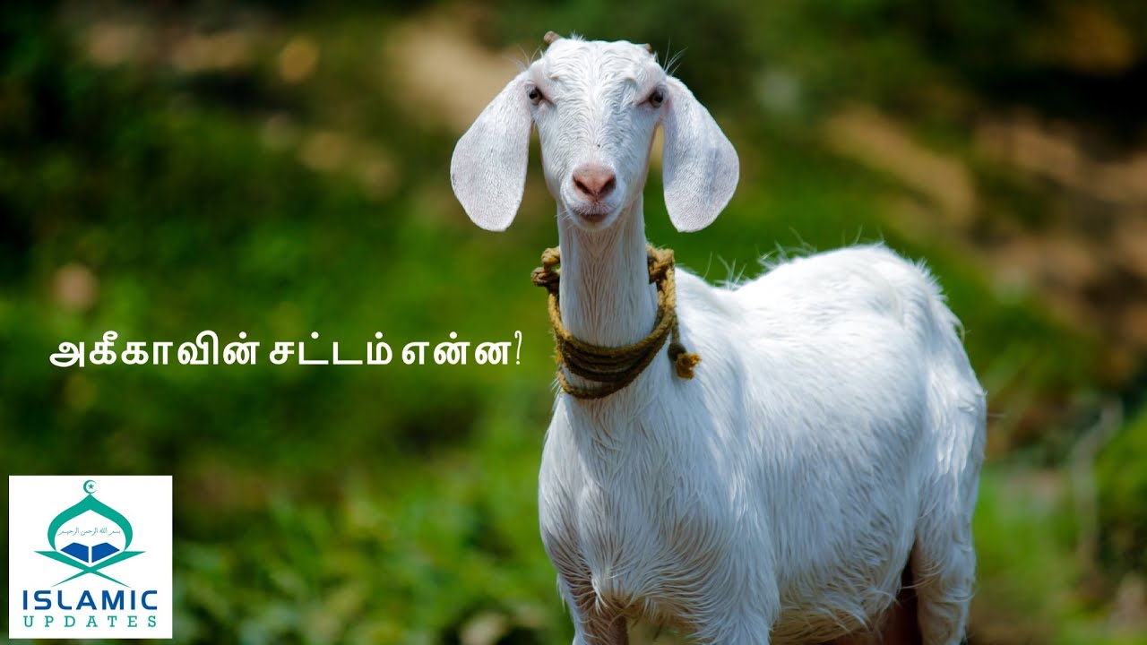 அகீகாவின் சட்டம் என்ன? Short Clip | Sheikh Azhar Seelani | Khobar | Aqeeqa | Islamic Updates | Tamil