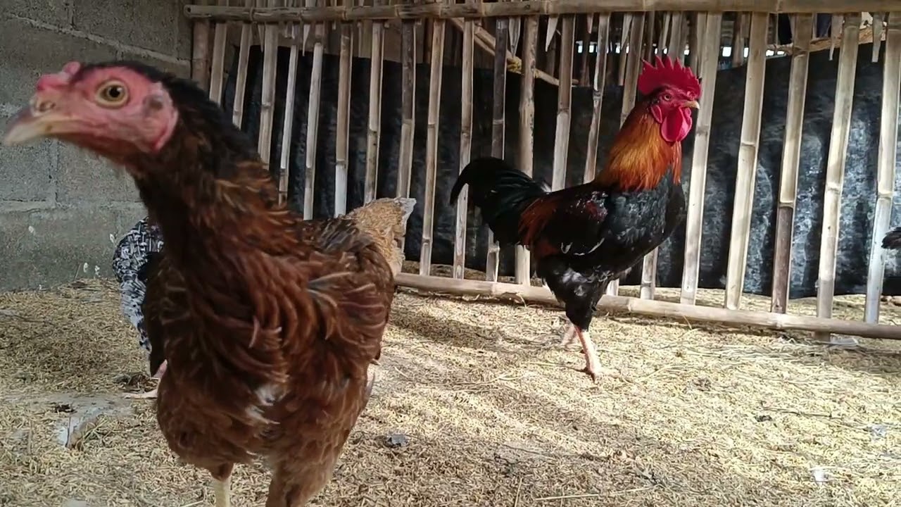 Welcome to my backyard chicken farm! 🐔💛Meet my tiny 1-day-old chick taking its first step