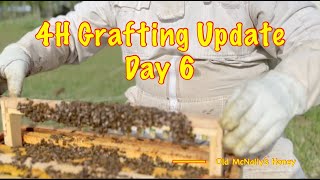 4H Grafting Update