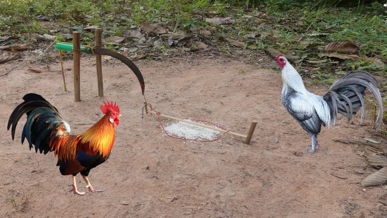 Technique Build Unique Wild Chicken Trap make from knife  & make from Wood And Rubber