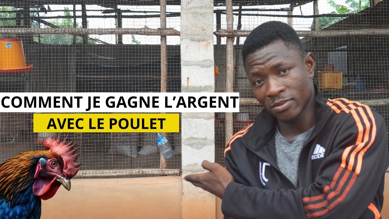 Boostez Vos Revenus Avec Ces 3 Astuces D'élevage De Poulets Locaux!