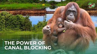 THE POWER OF CANAL BLOCKING IN SAVING ORANGUTAN HABITATS!