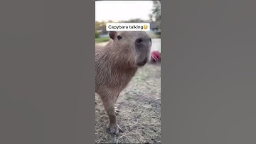 capybara talking 🍉,ok he pull up, after party #funny
