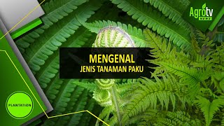 MENGENAL JENIS TANAMAN PAKU