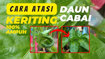 CARA ATASI KERITING DAUN CABAI | PASTI BISA