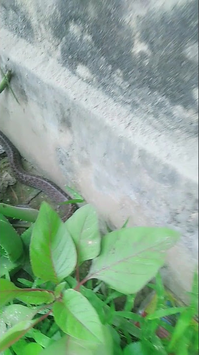 King Cobra #shotr #youtubeshorts #volg #viral