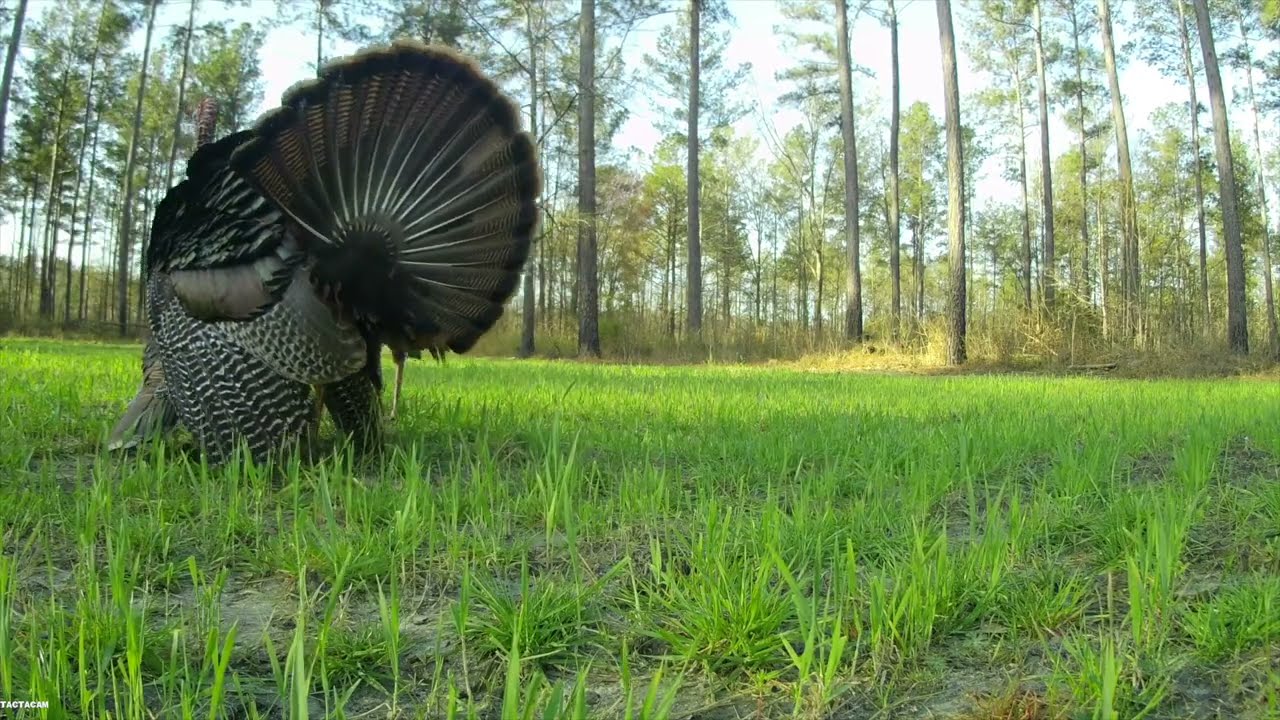 Turkey Hunting Opening Day March 20, 2021 YouTube