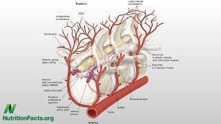 Cholesterol a bolesti v kříži