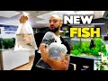 New Fish For Discus & Asian Aquarium | MD Fish Tanks