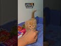 Persian cat shop lucknow #allahabad #cat #ayodhya #barabanki #azamgarh #sultanpur #lakhimpur #hardoi