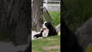 Bernese Mountain Dog Wants to go Swimming  Funny Dog Videos