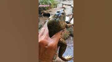 Câu cá không có thì ta bắt ếch #Shorts