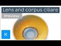 Lens and ciliary body anatomy histology and action preview kenhub