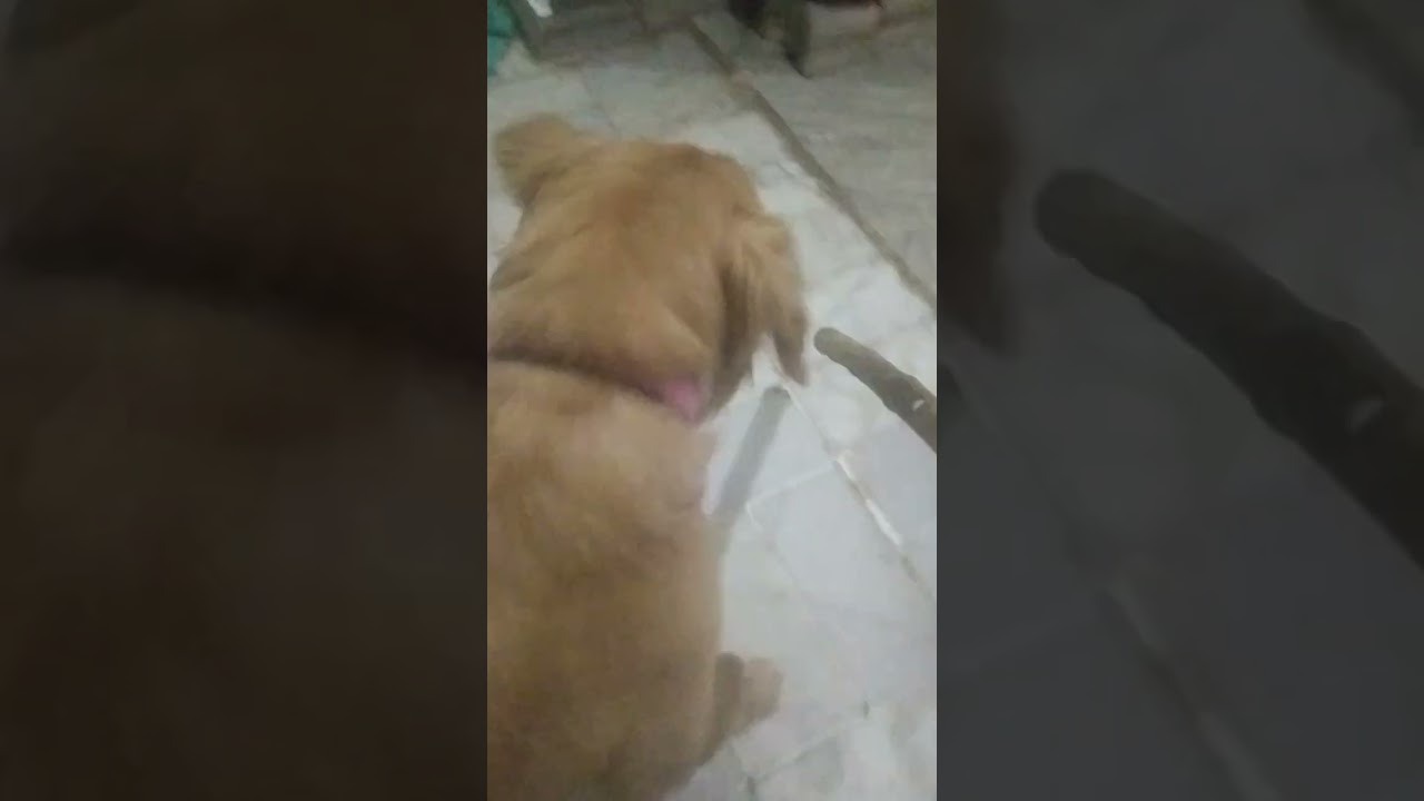 आज charlie की रेस लगवाई 💖