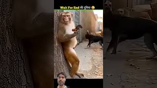 #funny #comedy #facts #funnyanimals #monkey #ytshorts #youtubeshorts #animals #entertainment