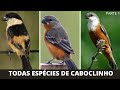 Todas Especies de CABOCLINHO Pt.1