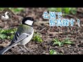 【野鳥観察】春の公園で野鳥探し！可愛いハクセキレイ、シジュウカラ！　Vlog14