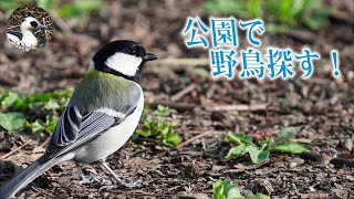 【野鳥観察】春の公園で野鳥探し！可愛いハクセキレイ、シジュウカラ！　Vlog14