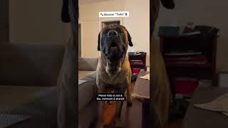 What is my GIANT Puppy saying? #dog #dogs #cutedog