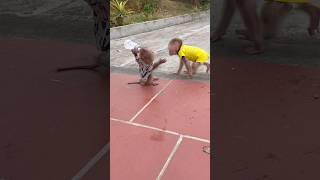 Baby Monkey Lele Drinks Milk Very Well, Looking Like A Real Model.