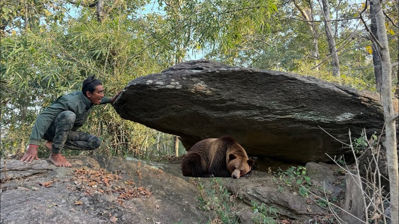 Bhalu ki Gufa Me Ghusa Jungle Dangerous Adventure / भालू की गुफा में घुसा छत्तीसगढ़ जंगल 