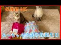 みーちゃん5歳のお誕生日🎂/保護猫9匹多頭飼いの日常/色とりどりの紫陽花