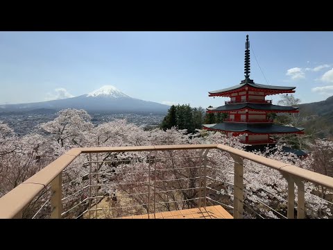 [Mt.FUJI] Arakurayama Sengen Park Cherry blossoms Mt. Fuji (Fujiyoshida) Japan Travel Guide