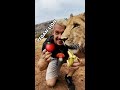 VEGAN LION Shorts 