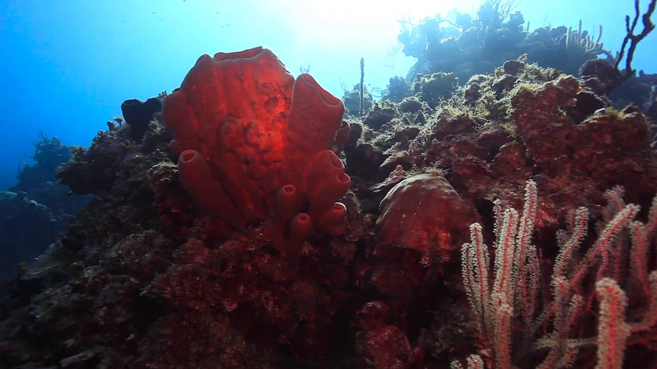 Diving in the Cayman Islands:  Welcome to Caymankind