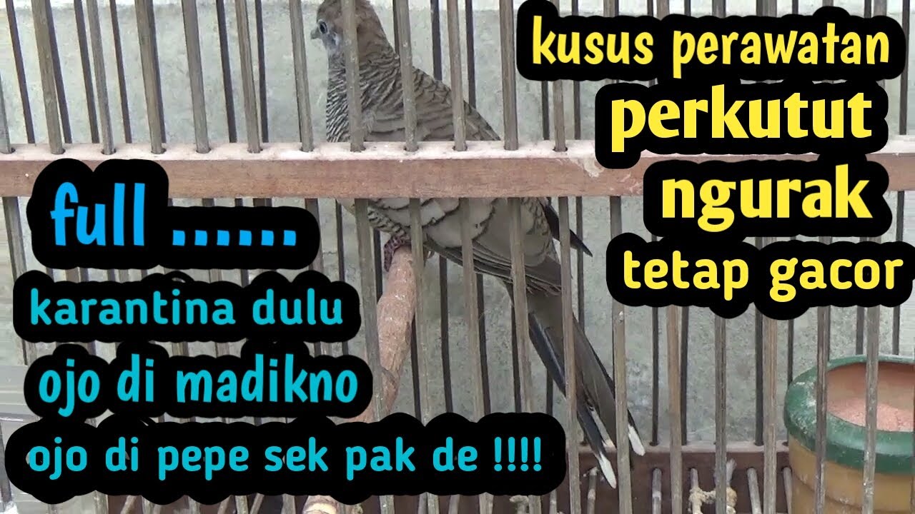 Perawatan perkutut yang gacor ngurak ganti bulu