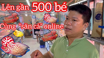 Shop cá la hán của anh Trường lên gần 500 bé cho ACE tha hồ săn cá đẹp - arhat Fish