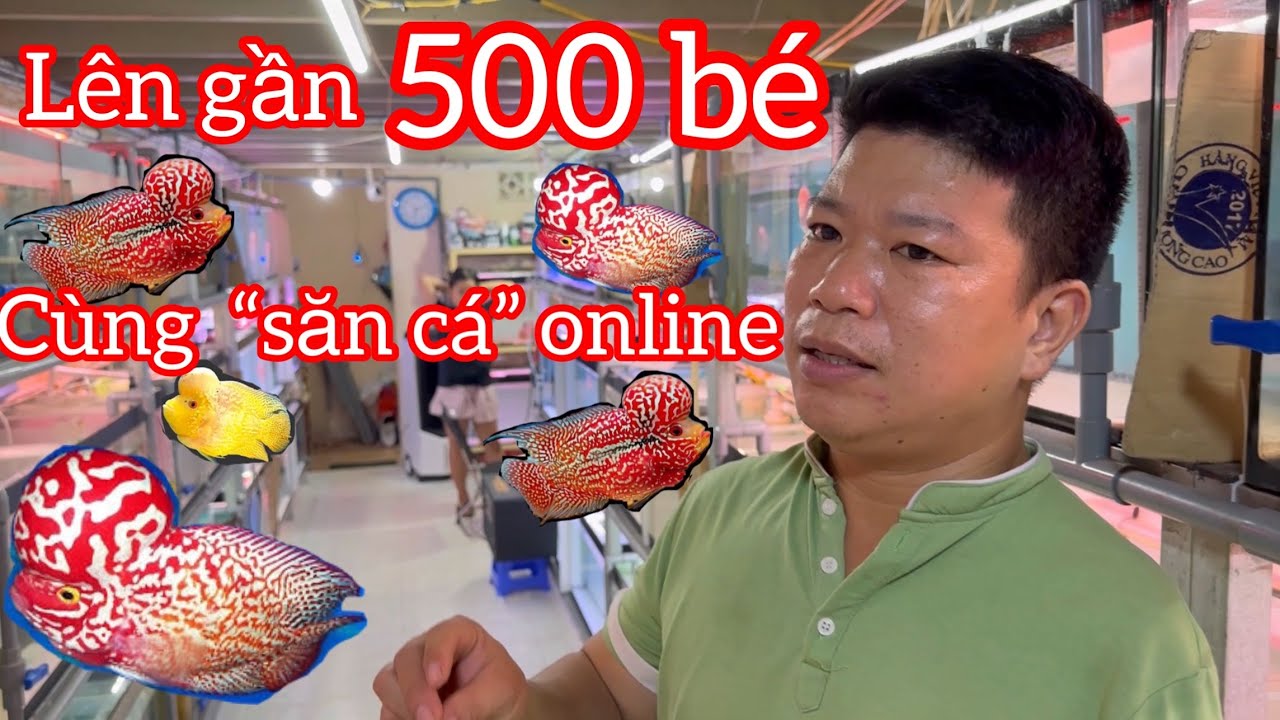Shop cá la hán của anh Trường lên gần 500 bé cho ACE tha hồ săn cá đẹp - arhat Fish