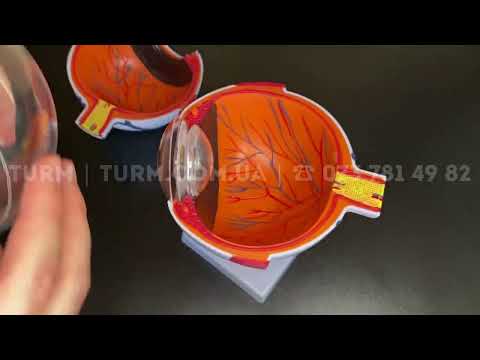 Модель око людини, макет ока, збільшений в 6 разів., видео 2