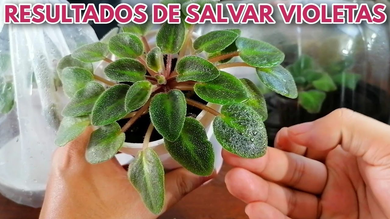 como salvar  violetas africanas chuyito jardinero