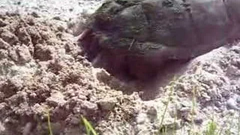 Nancy Today: Turtle laying eggs 2 (turtles 10) ASM...