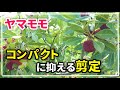 【ヤマモモの剪定】背を低く保つための選定方法【２０２３年４月】