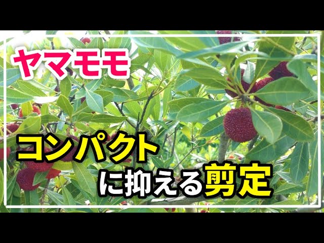 ヤマモモの収穫 隔年結果という名の衝撃に備えた結果 - YouTube