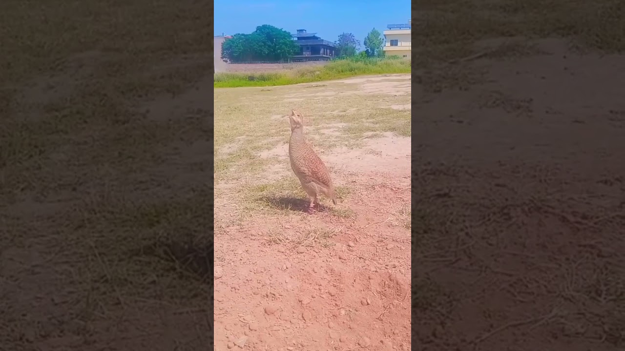 Teetar awaz |khattak birds| Teetar Crossing | gray francolin teetar sound | Teetar breeding season