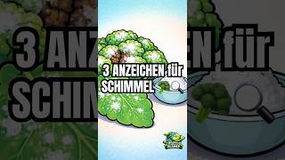 3 ANZEICHEN für SCHIMMEL 🥦🔍