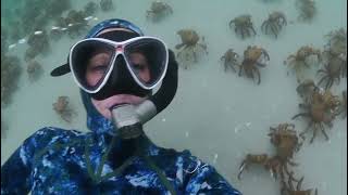 Giant Spider Crabs Make Perfect Backdrop For Diver