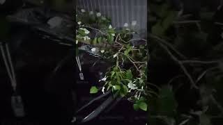В Сочи на припаркованный автомобиль упало дерево 09.08.22