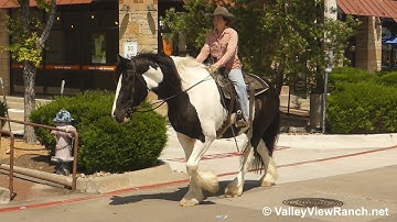 Killian(Gypsy X) - riding in town! - ValleyViewRanch.net