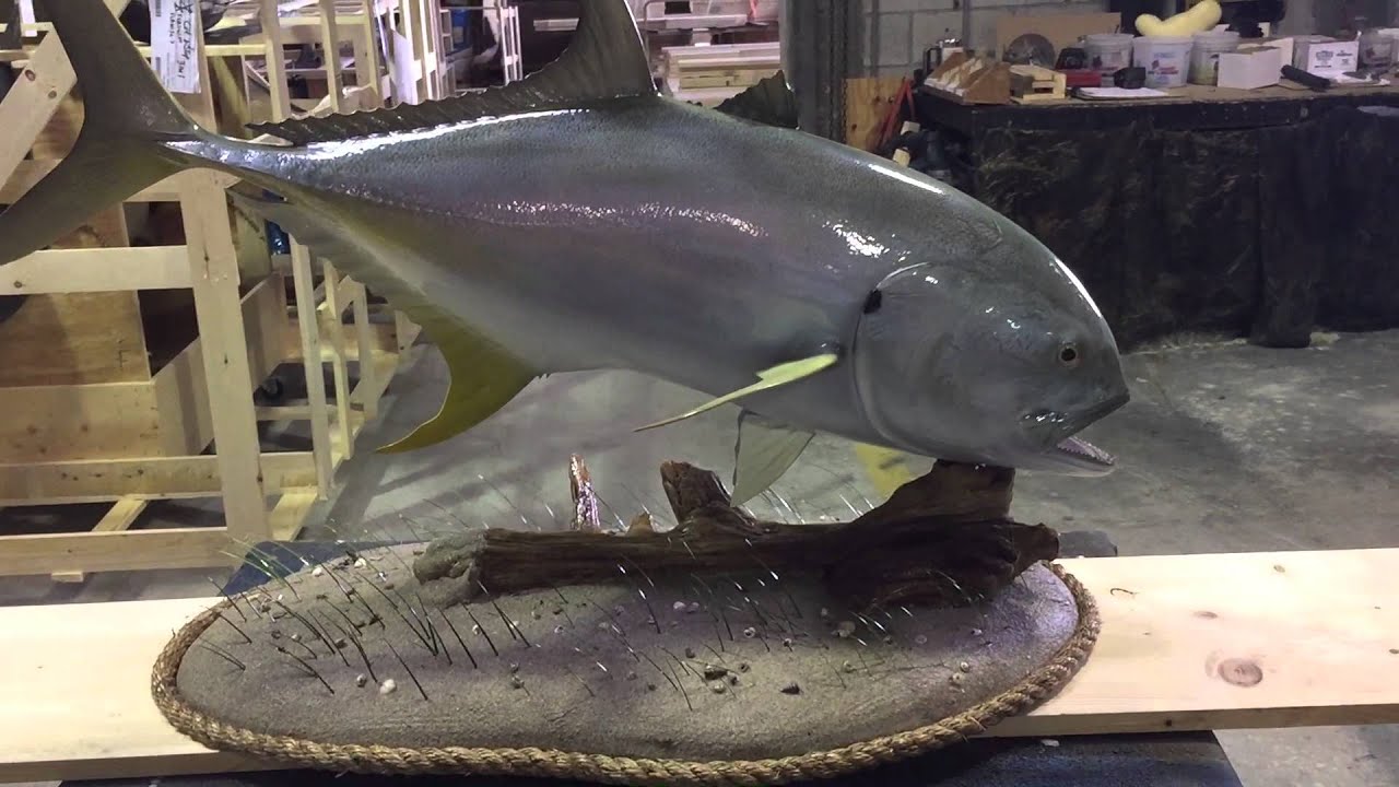 Jack Crevalle Custom base mount - Gray Taxidermy Fishmounts