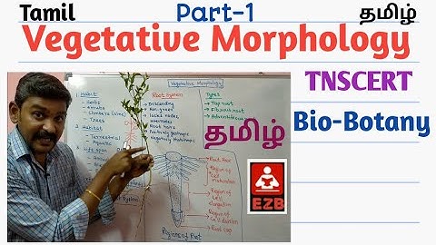 Vegetative Morphology | Part-1 | Tamil | TNSCERT | Bio-Botany