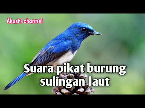 Suara pikat burung sulingan laut mp3