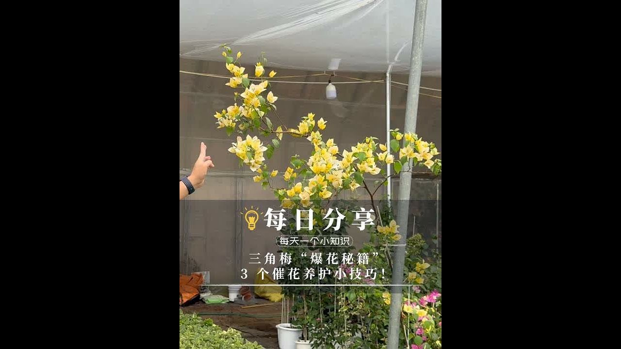 三角梅“爆花秘籍”，3 个催花养护小技巧！ 三角梅要如何催花?快来看看三角梅催花妙招，3 个技巧助你实现爆花自由！